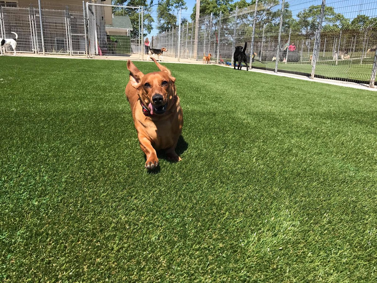 K9