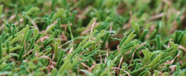 star-grass-35 – Copy – Copy